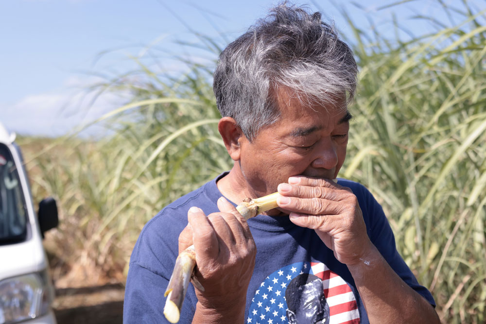 硬いサトウキビの皮は、切り口を歯で噛んで引っ張ると、繊維に沿ってするりと剥ける。「砂糖はほら、皮ごと汁を絞って煮詰めるでしょ。でも、畑では皮を剥いてから食べるし、自然な味でおいしいわけさ」