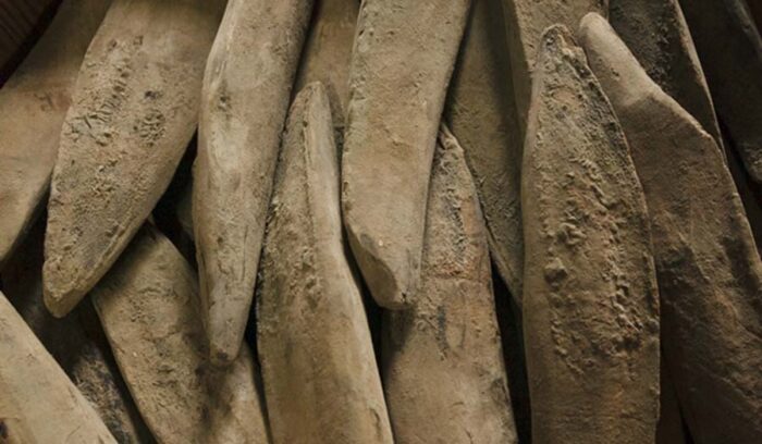 山を守ることにもつながるカツオ節の伝統製法 　本枯れ節