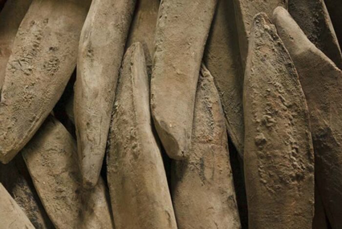 High-Grade Honkarebushi