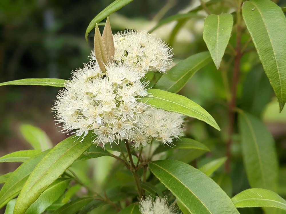 （写真）豪州北東部クイーンズランド州に原生する灌木、レモンマートルの木。抗菌作用や鎮痛、血流を促進する効果があり、ハーブティーや精油に使われる。