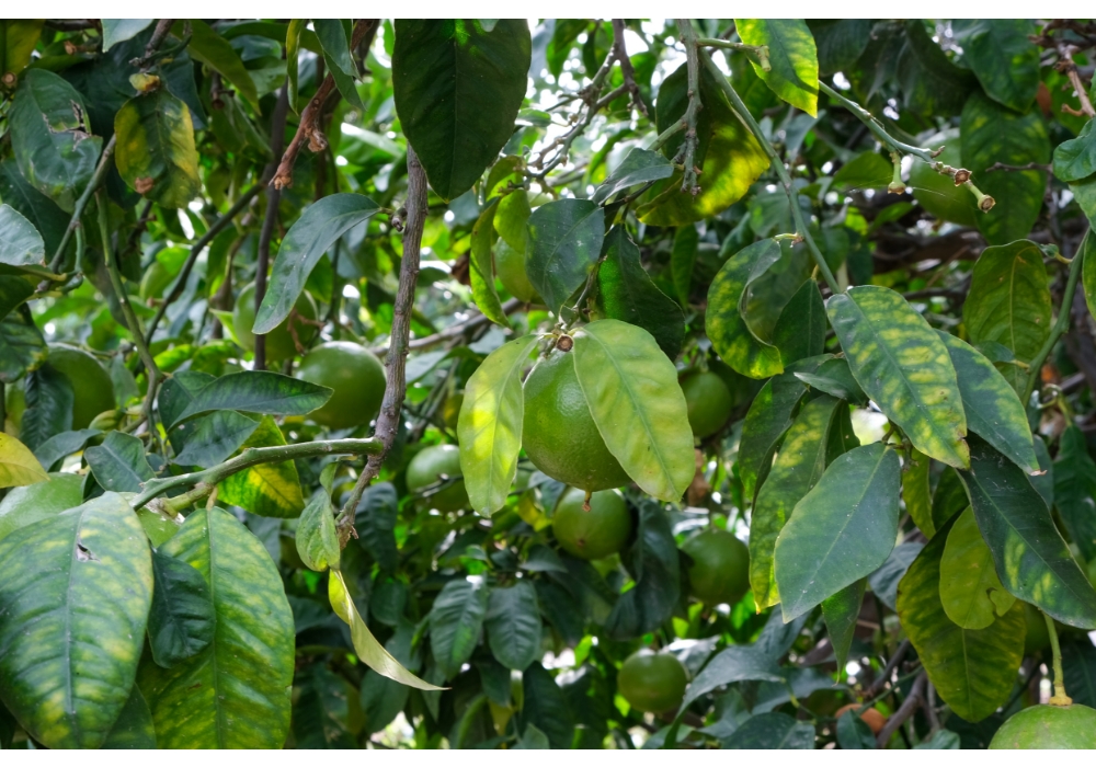 Il viaggio di rinascita del Bergamotto, frutto che cura le persone