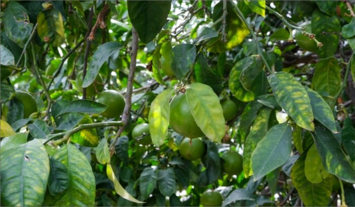 Il viaggio di rinascita del Bergamotto, frutto che cura le persone