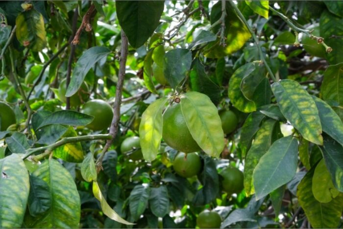 Il viaggio di rinascita del Bergamotto, frutto che cura le persone