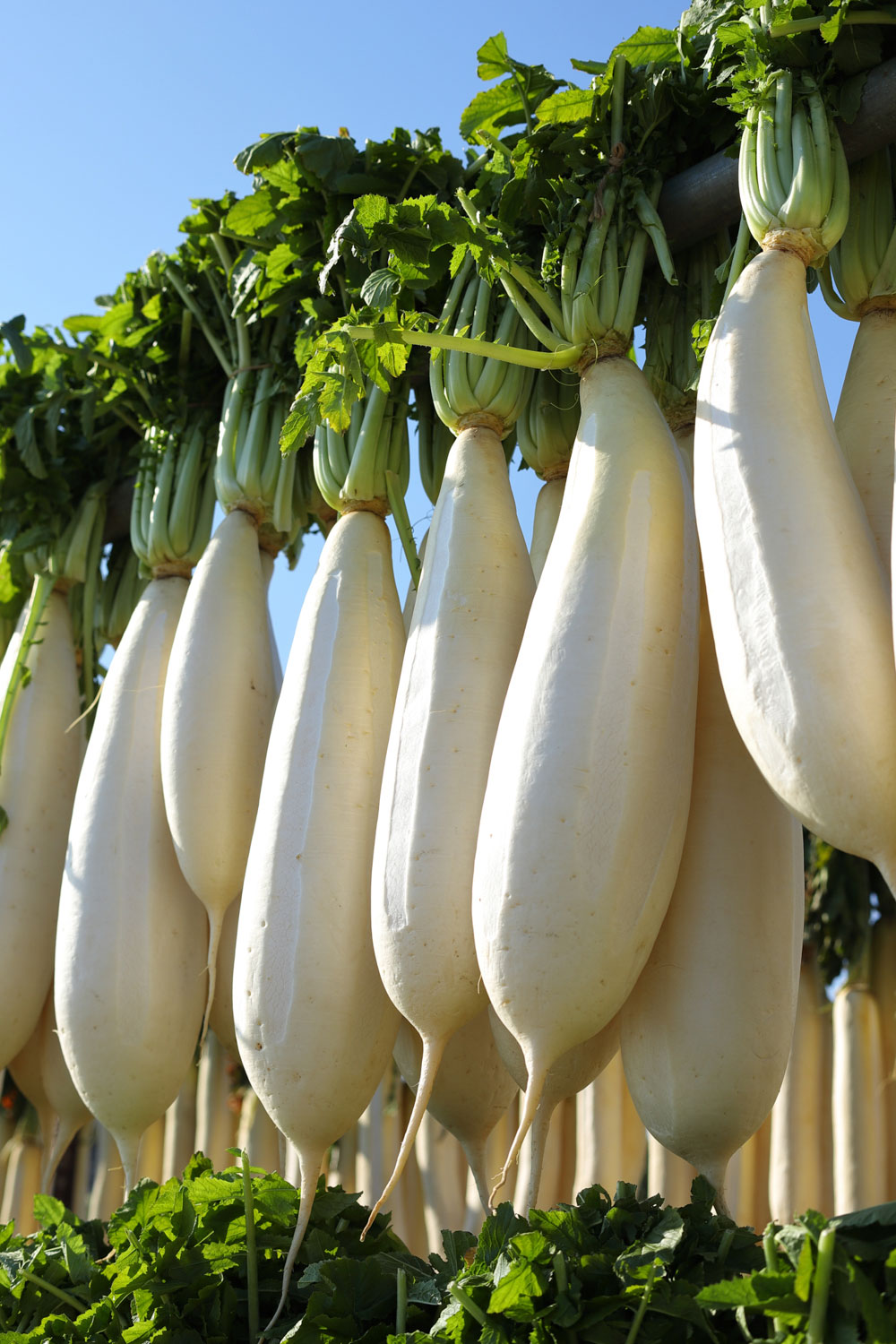 自家用に漬け込む三浦大根。下膨れの形で「土から引き抜くのが大変」