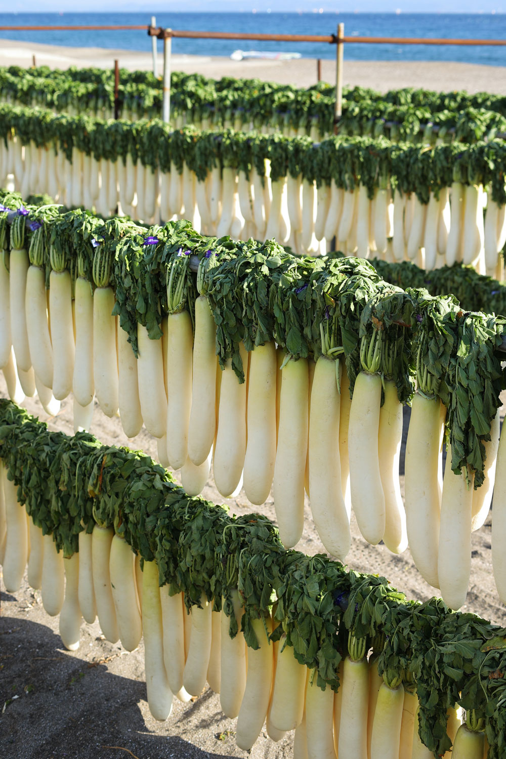 11月半ばから２月末まで収穫、天日干し、漬け込みが行われる。