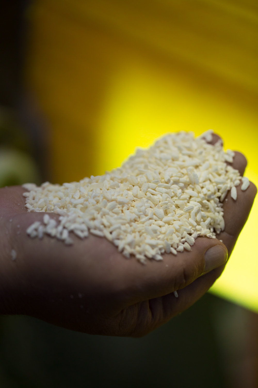 できあがったばかりの米麹。