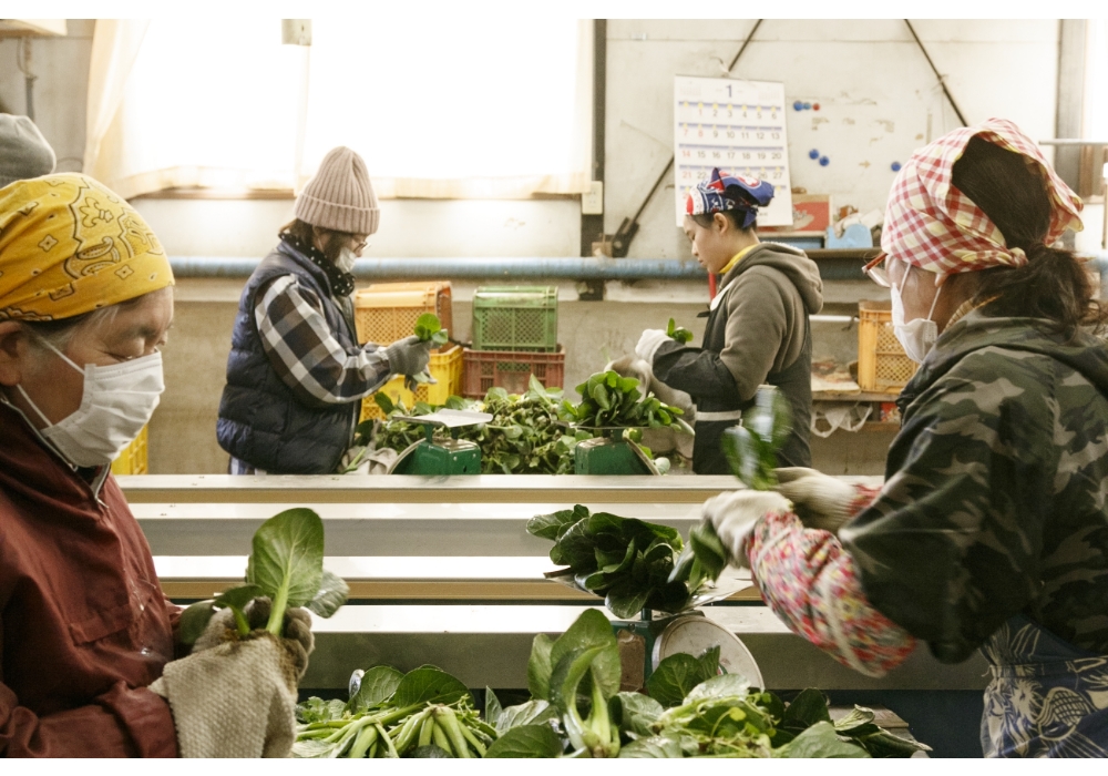 畑から届いた小松菜はすぐに一本一本タオルで根に付いた土を払い落として外葉を取り除き、重量を計ってから袋詰めされる。20 人ほどが作業にあたる。