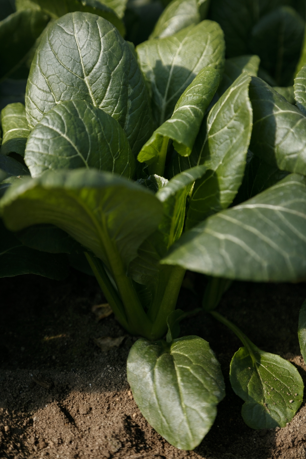 text by Michiko Watanabe / photographs by Daisuke Nakajima / English text by Susan Rogers Chikuba