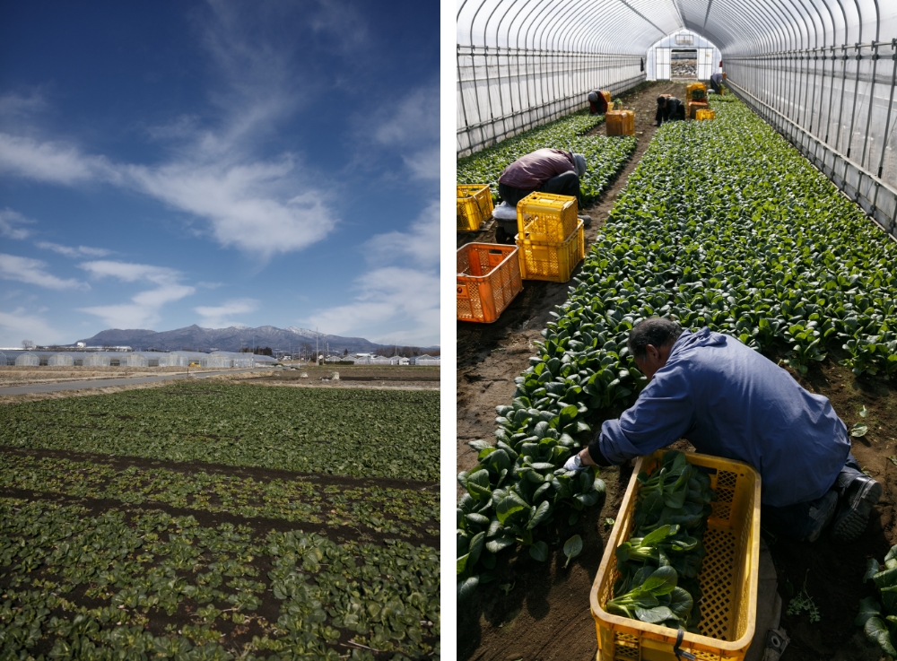 Komatsuna mustard spinach did especially well so he decided to make it his main crop.