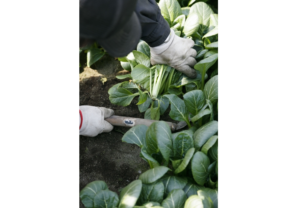 A komatsuna plant is cut just above the root so the bunch stays intact.