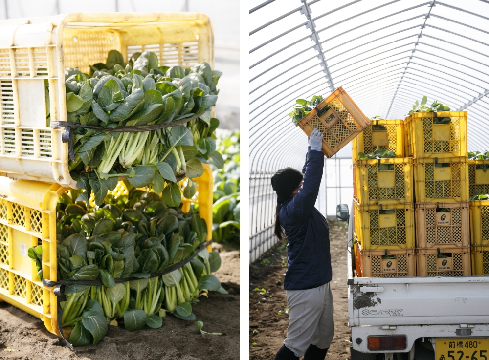 The harvest is crated stems-down and transported for bagging.