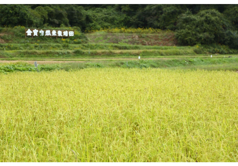福島県郡山市の仁井田本家の田んぼ。