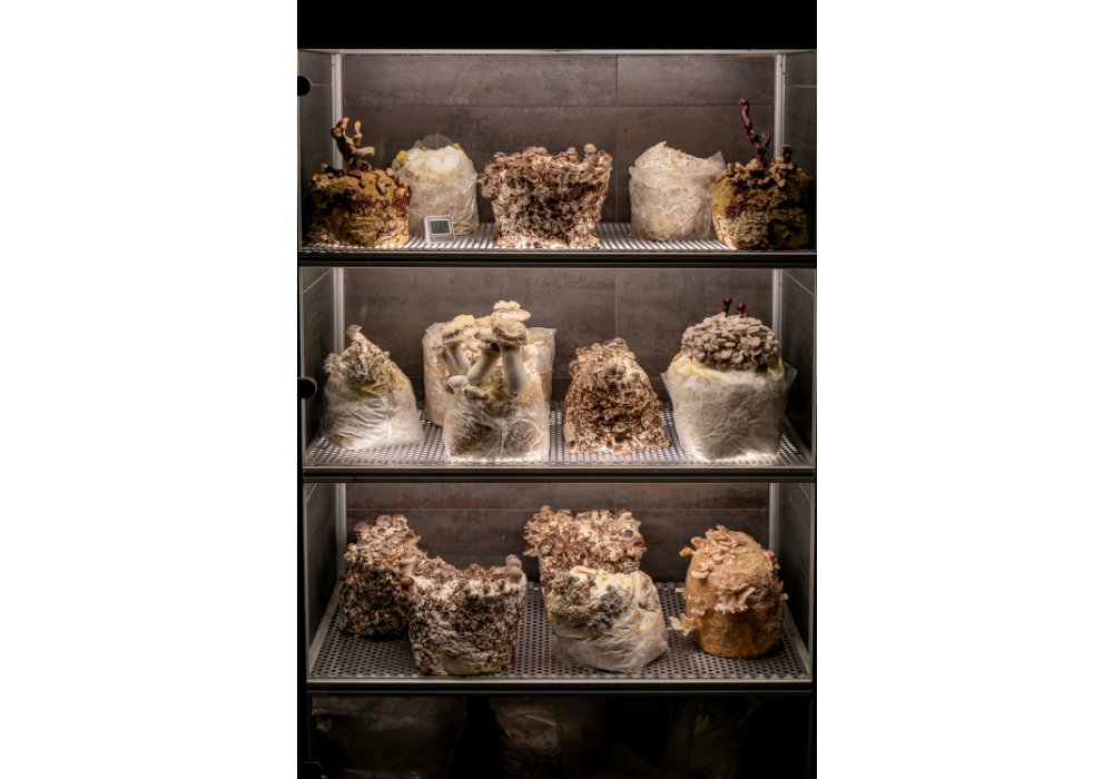 美食家たちも注目！ミシュラン三ツ星店の“マッシュルーム・キャビネット