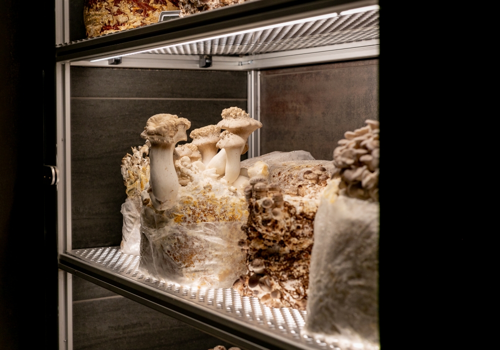 キャビネット内の温度や湿度が管理されている。