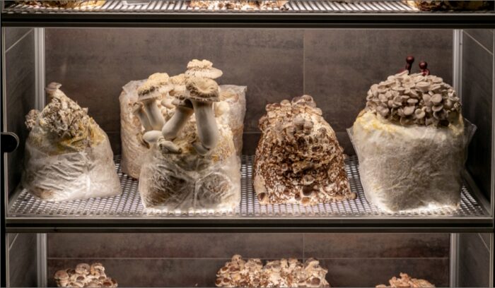 美食家たちも注目！ミシュラン三ツ星店の“マッシュルーム・キャビネット”