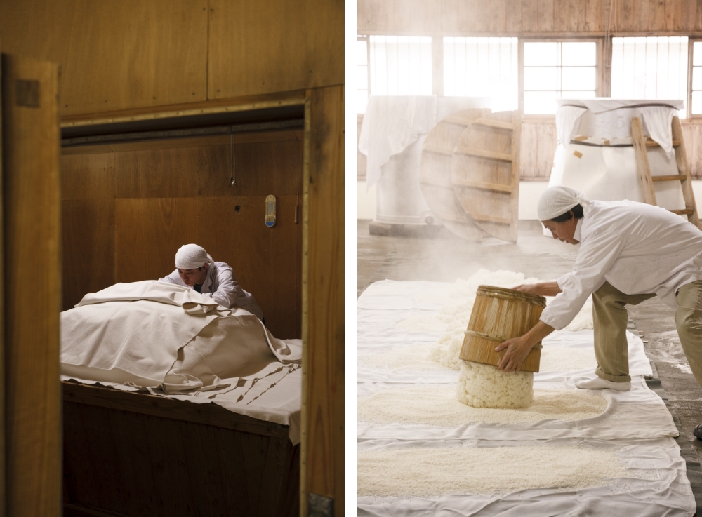 Fermentation begins as steamed rice inoculated with koji spores is set to rest at 31ºC.