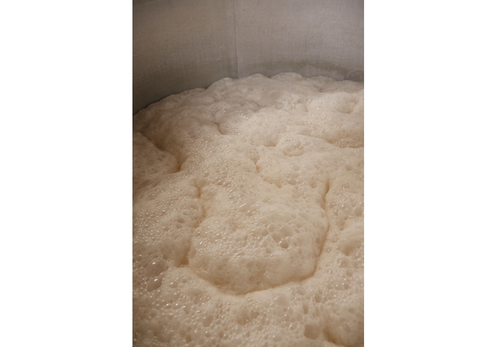 Six days later fermentation is well under way.