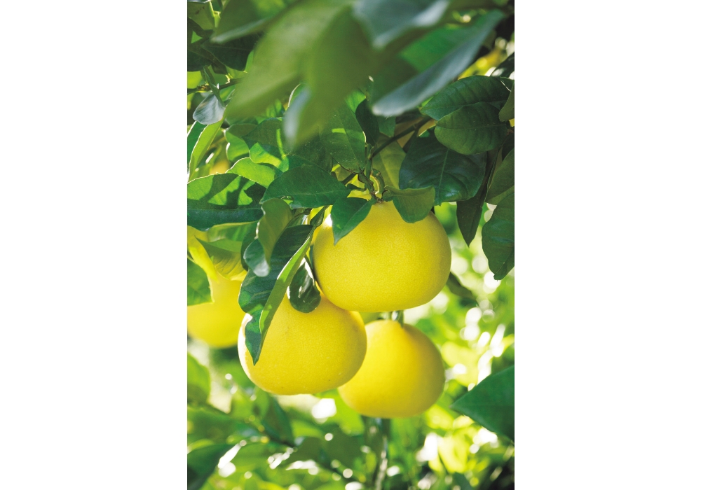 Tosa Buntan pomelo trees in Tosa, a city on the southern coast of Shikoku that is the leading center of pomelo production in Japan.