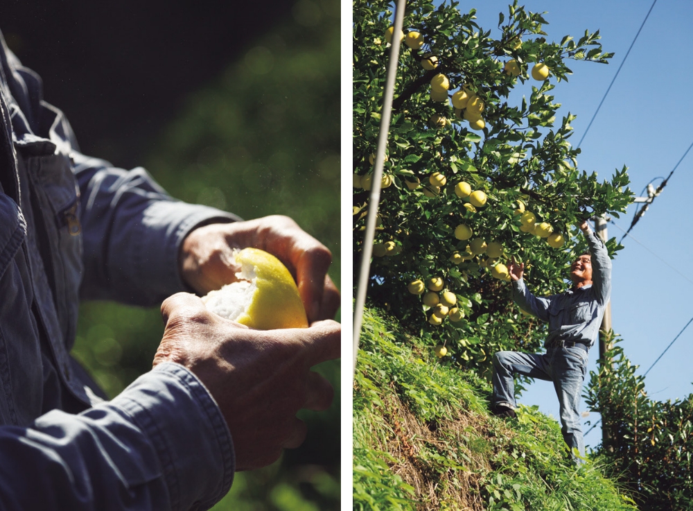 Shusei Aoki has planted his pomelo orchard across three steep slopes