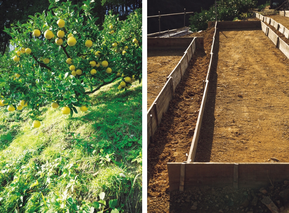 After the December harvest, the pomelos are stored outside for 45 to 60 days in these temporary holding areas, to sweeten.
