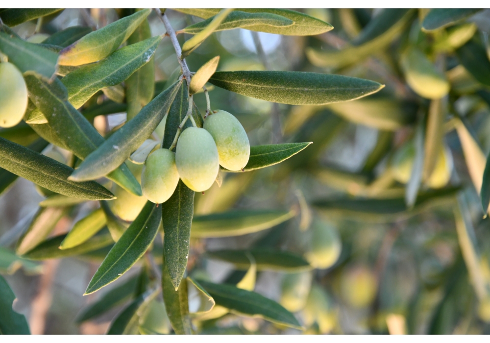 オリーブオイルを健康に良い食品というだけでなく、“効率よくポリフェノールを摂取できる天然のサプリメント”として提供できるようになった。