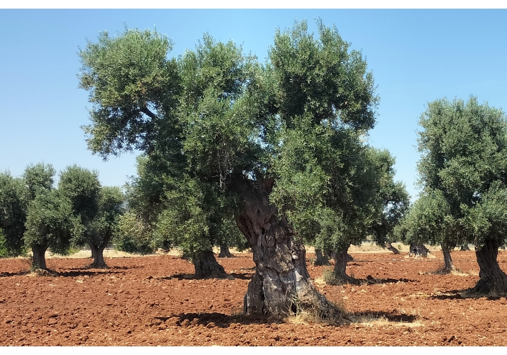 アクティブ・イタリア社が持つプーリア州のオリーブ畑。