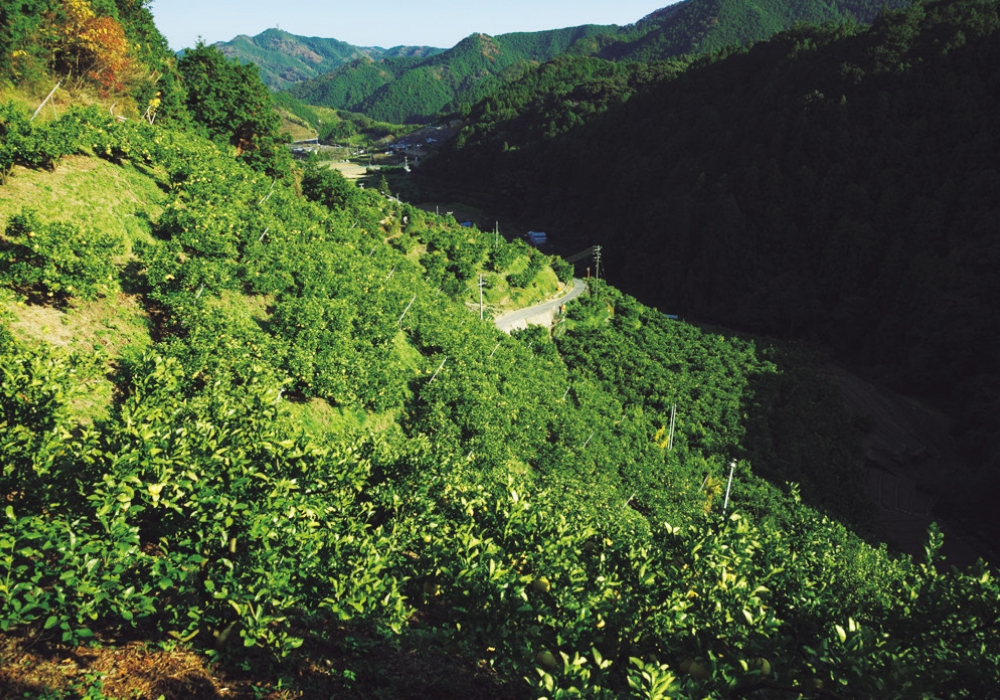 水はけのよい急斜面が栽培には適しているため、農作業は常に山登り感覚