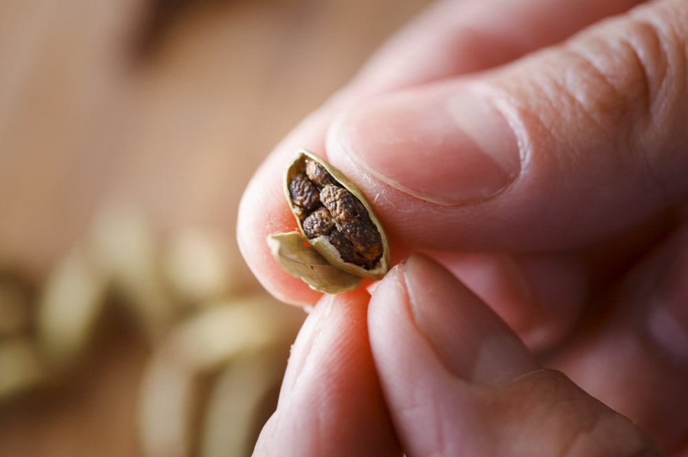 カルダモンは手で割って中の種を出す。コップの底などで軽く叩いて割っても良い。外皮も使うので捨てないこと。