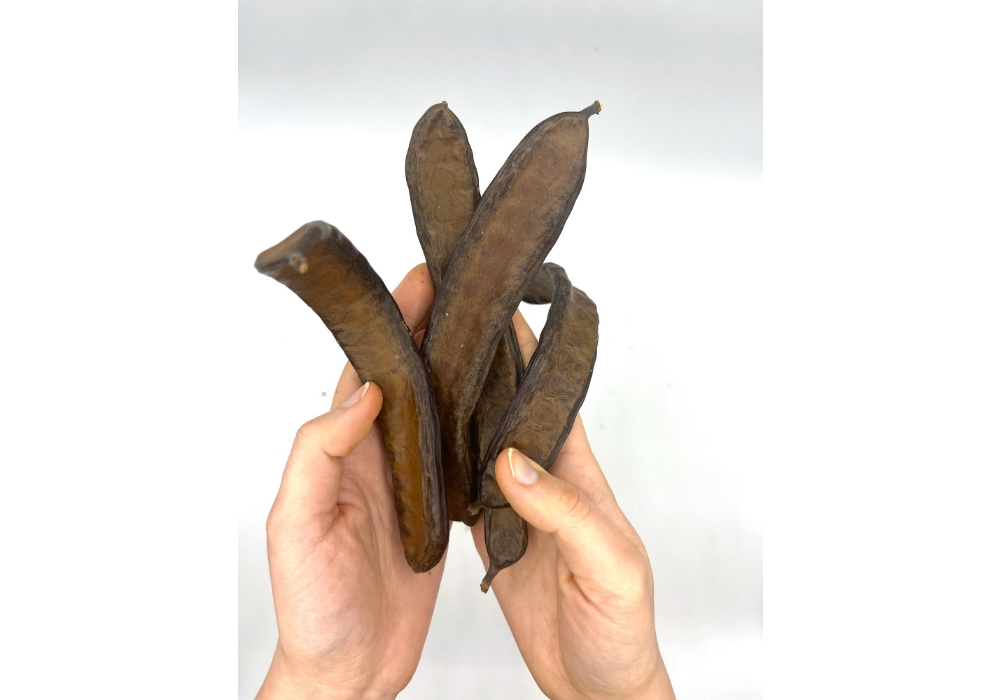 イナゴ豆と呼ばれるマメ科の植物キャブロ。