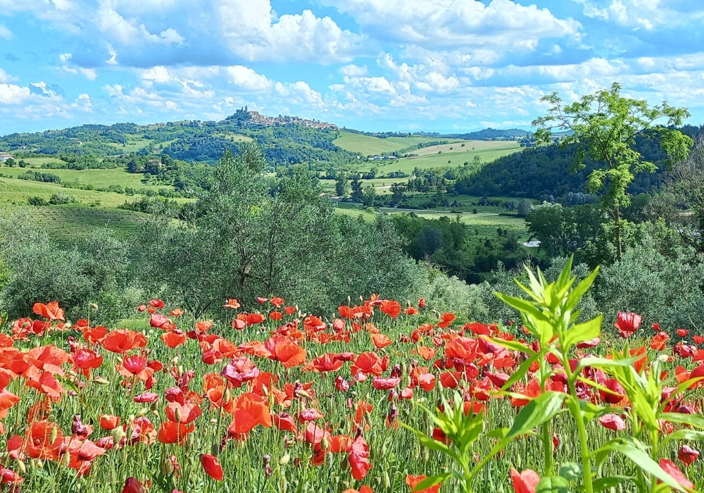 A ricordare l’attività olearia, oltre al nome, ha anche nello stemma comunale un ramo d’ulivo.