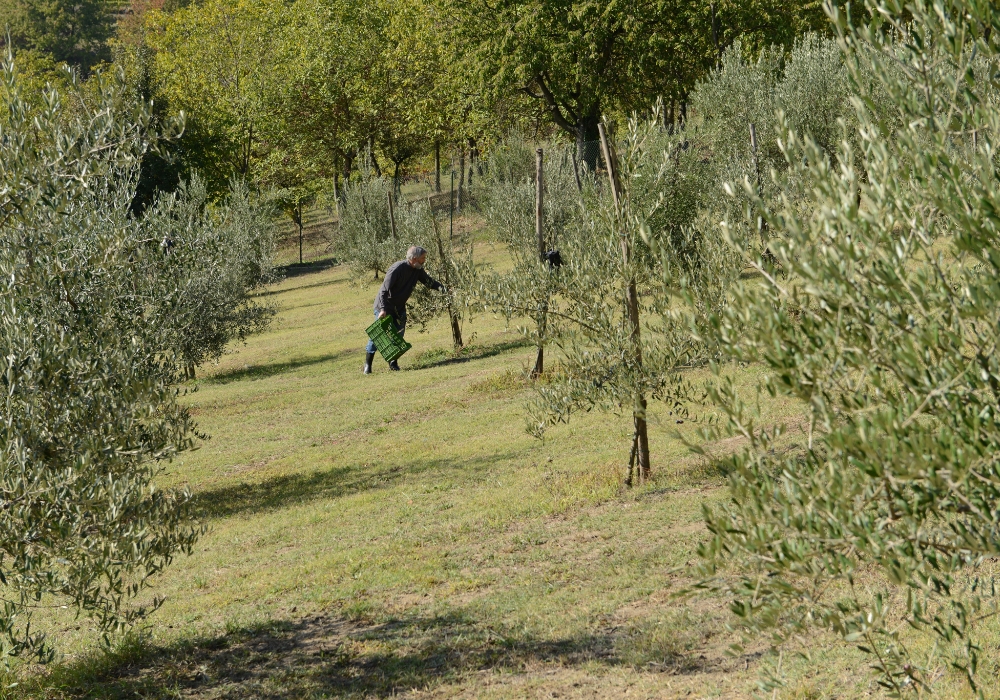 Quindi sono andato ad Olivola a trovare Anita Casamento che dell’olio monferrino è la regina.