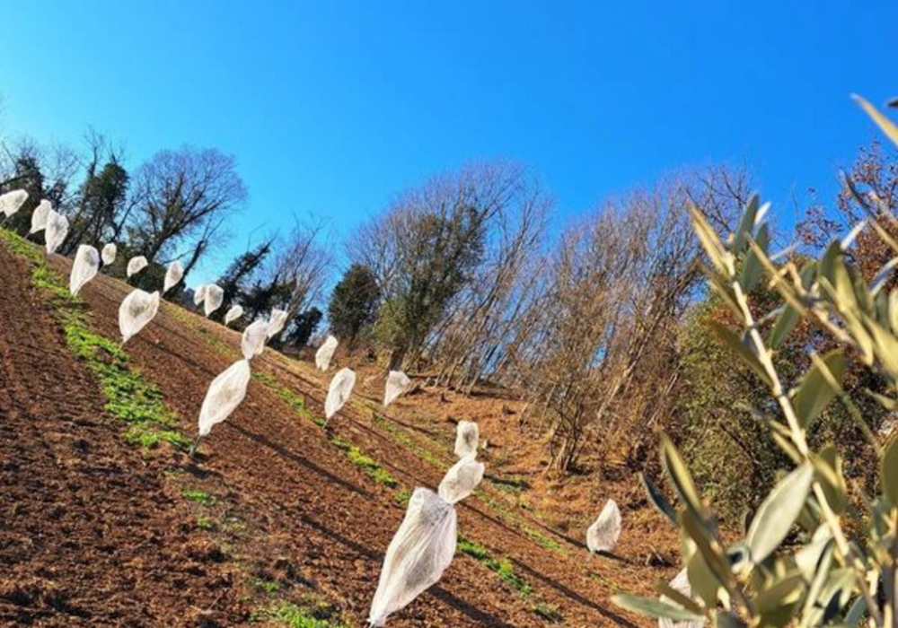 Anita e Michele sono quasi ottuagenari ma sono ben conservati dall’amore: dimostrano molti anni in meno.