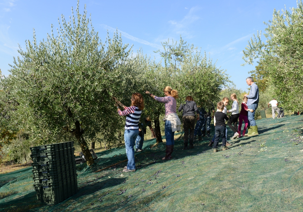 Olivola ha avuto l’onore di essere accreditata nel 2023 tra le Città dell’Olio d’Italia.
