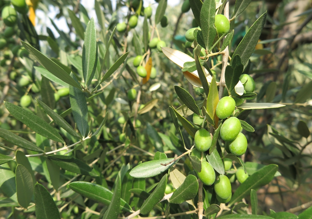 Tutto merito di questa donna dolce e testarda e del suo amorevole e consenziente marito.