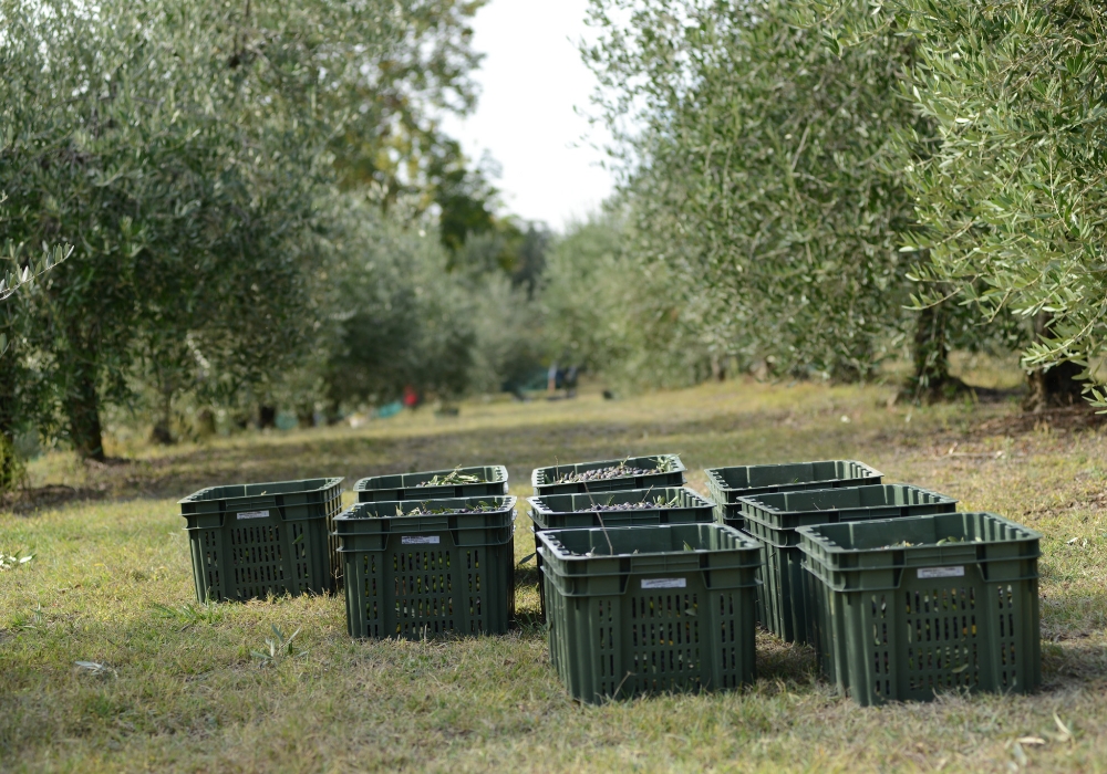 Poi mi ha accompagnato a fare un giro degli oliveti che sono tutti attorno alla casa.