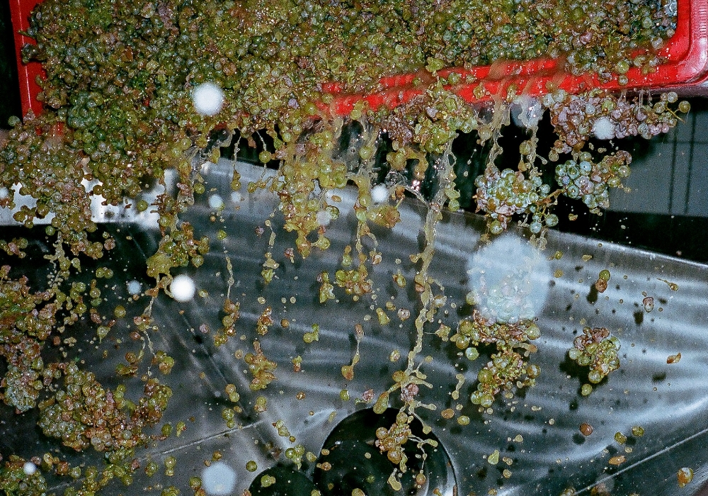 種が形成される前なので、そのまま圧搾機に入れて搾汁する。鮮烈な香りだ。