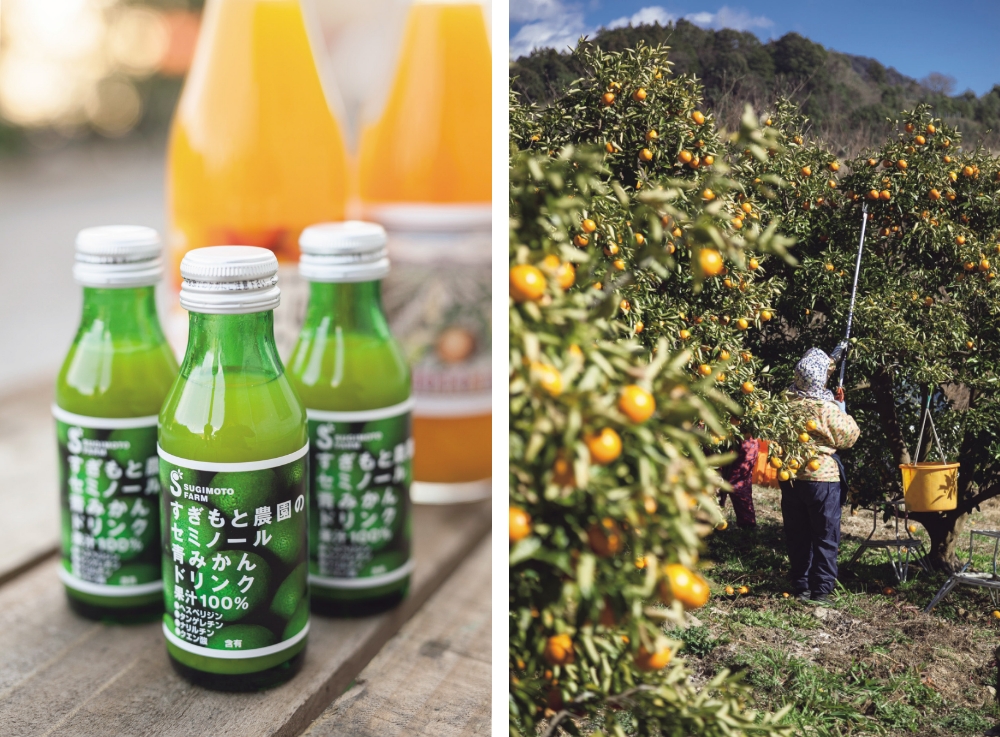 Seminole citrus fruit for juicing is harvested between December and February, when its acidity drops below 3%. Though orange, the fruit inside is still unripe.