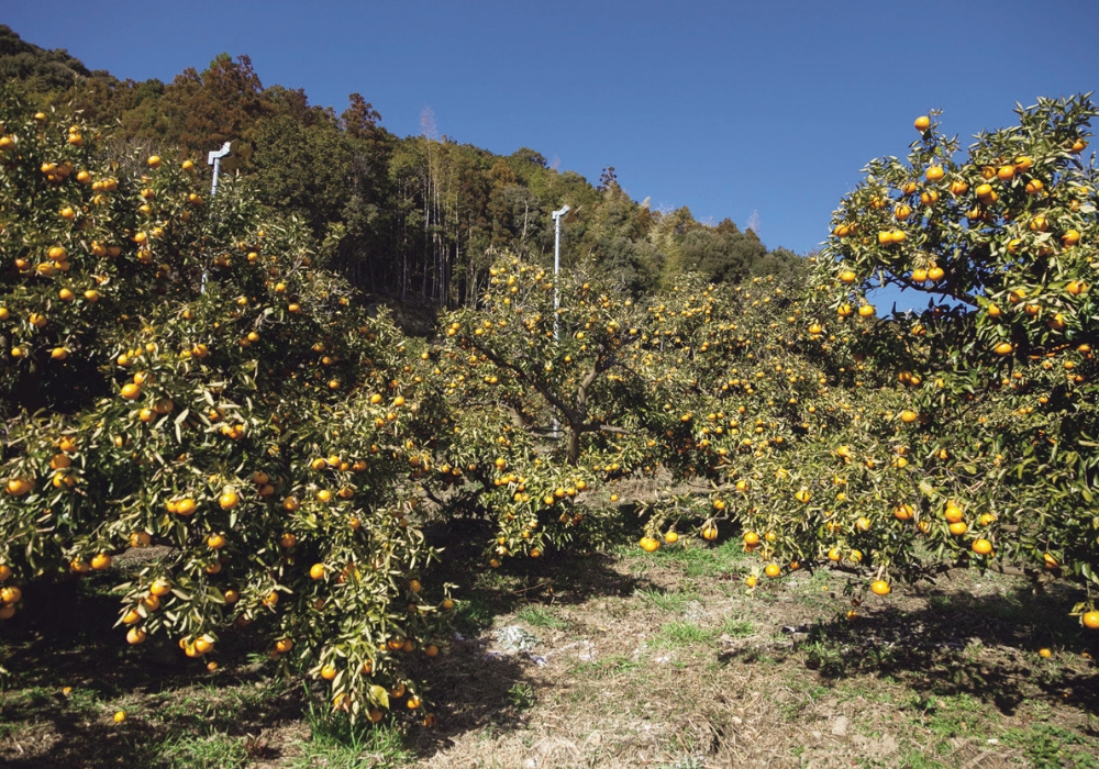 And we’ve increased our acreage for Seminole trees, which are much richer in hesperidin.