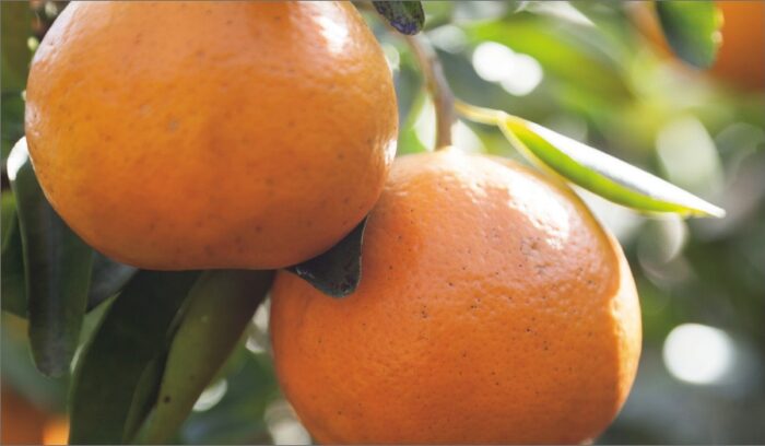 A Health Drink Rich in Biof lavonoids<br />
SEMINOLE CITRUS