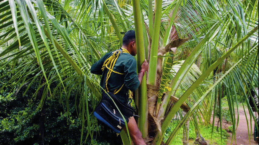 天然素材の収集容器、自動採取ロボットの開発など、道具および方法の改良には、継続的に多方面から取り組んでいる。