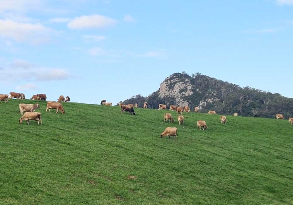 毎週金曜に配達される牛乳（5.85豪州ドル／750 ml）。瓶は次週に回収される。