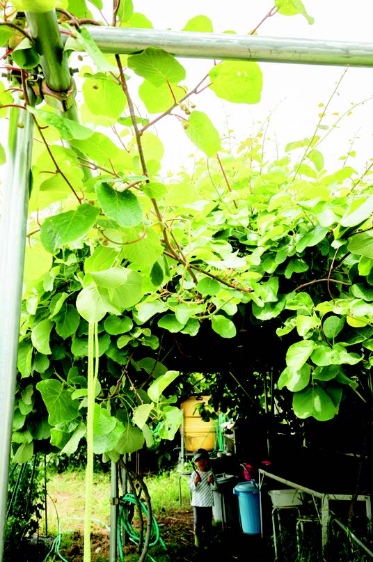 キウイの棚が住宅地の畑に心地良い影を作っていた。