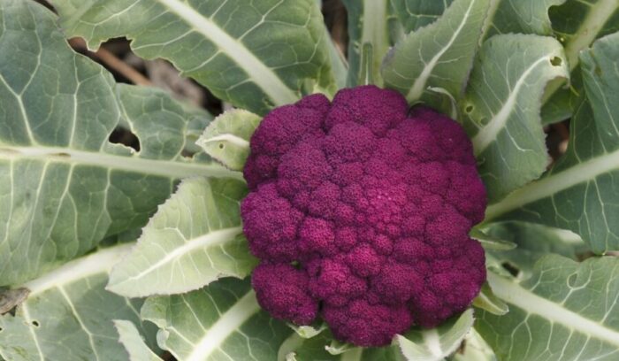 Spontaneous, New Varieties Not Far Off<br />
Western Heirloom Vegetables