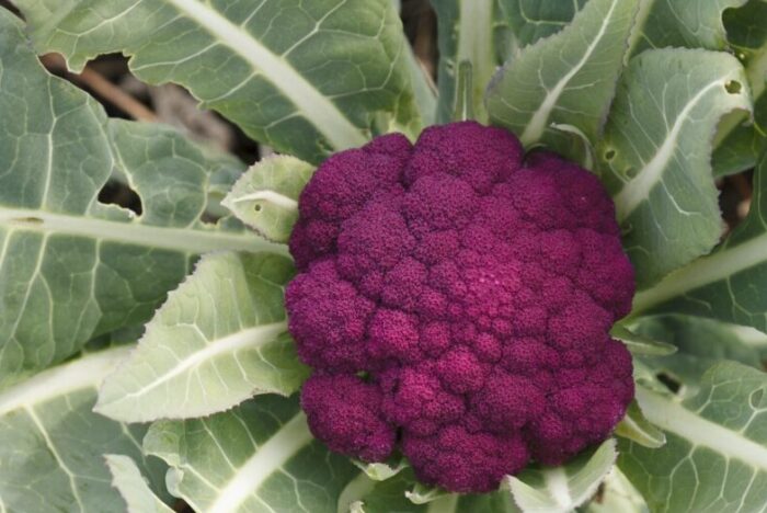 Spontaneous, New Varieties Not Far Off<br />
Western Heirloom Vegetables