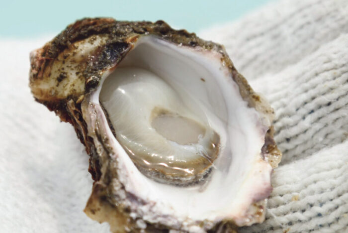 A New Taste in Gastronomy<br />
VIRGIN OYSTERS