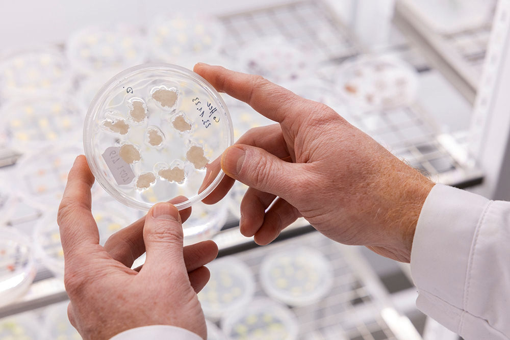 コーヒー豆の細胞が入ったペトリ皿