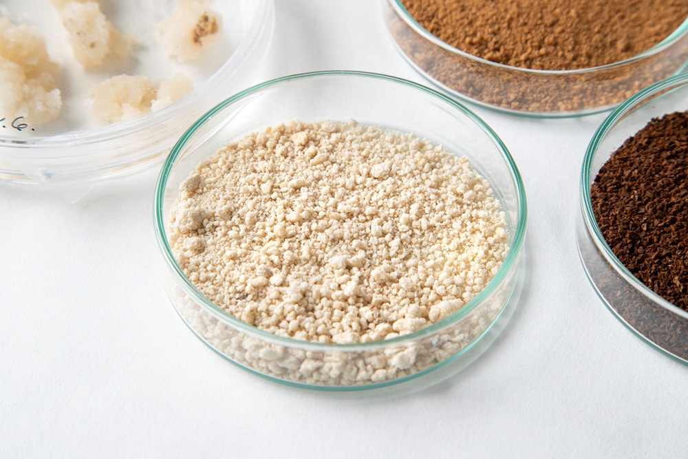 培養したコーヒーの細胞（写真左上）を乾燥させると、白い粉の状態（中央）となる