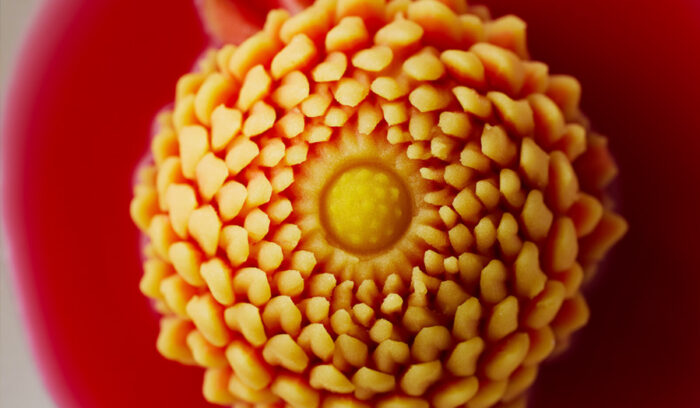 世界に共有したい日本発の食のリスト「EARTH FOODS 25」を多文化シェフはどう料理する？