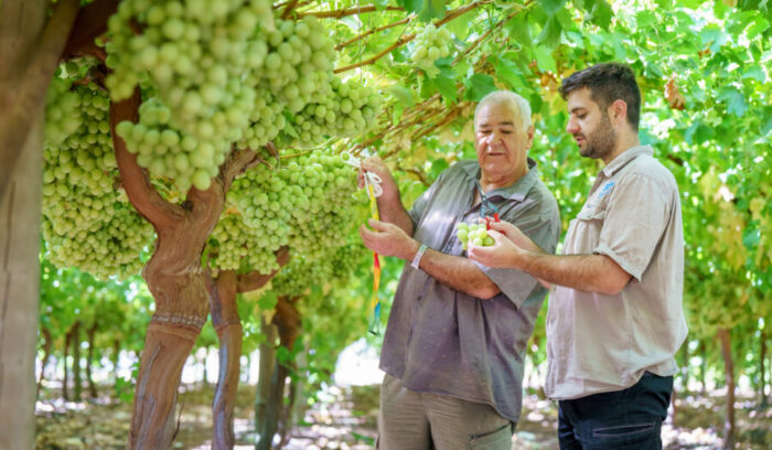 今が旬！130品種ものフレッシュなオーストラリア産ブドウが登場