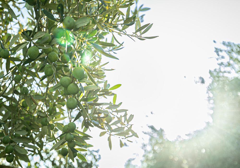 オリーブの樹々